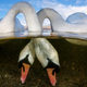 This image, called “Love Birds,” won the British Underwater Photographer of the Year category. Image: Grant Thomas/UPY 2018